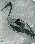 A duck, by Kapur Singh
