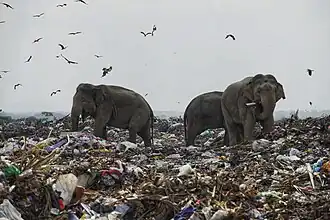 Asian elephants scavenging for food at a municipal dump in Sri Lanka