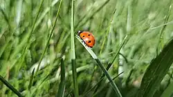 The common ladybug, another widespread species