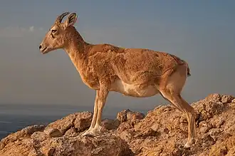 A mountain goat at the northern tip of Halul Island