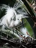 With chicks, in St. Augustine, FL