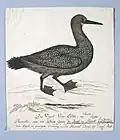 A drawing of a Cape cormorant by Robert Jacob Gordon (circa 1780)
