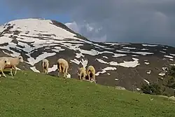 Nani Magar Meadows