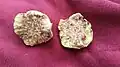 Gall cut in half