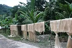 Abaca fibers produced in Lagonoy