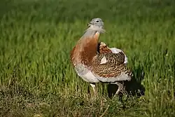 Great bustard, Villafáfila, Zamora, Castile and León