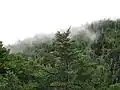 Fraser’s fir (Abies fraseri)
