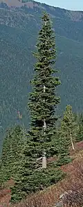 The narrow conical shape and downward-drooping limbs of northern conifers, like Abies lasiocarpa, help them shed snow.