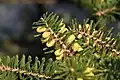 Pollen cones