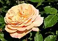 'Abraham Darby'[16][17]