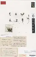 Herbarium specimen from the Auckland War Memorial Museum