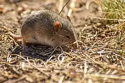 Brown mouse