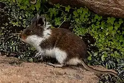 Brown and white mouse
