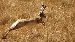 A brown hare jumping through grass
