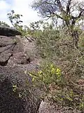 Habitat