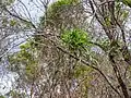 Sprouting from epicormic buds after controlled burn-off