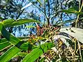 Seed pods and foliage