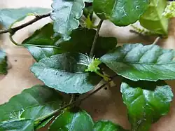 Female flower