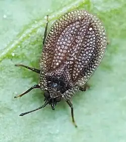 Acalypta carinata – Latvia