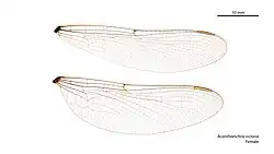 Female wings
