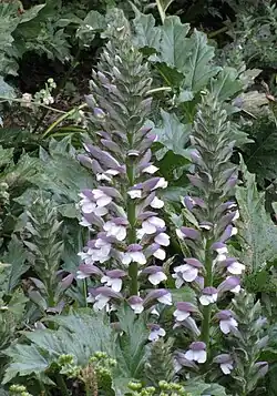 Flora includes Acanthus mollis