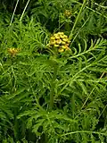 Tansy at the site
