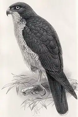 Accipiter_meyerianus