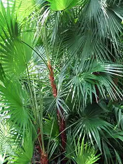 Acoelorraphe wrightii