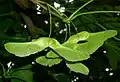 Fruit (samara): note the flat seed capsule and the angle of the "wings"