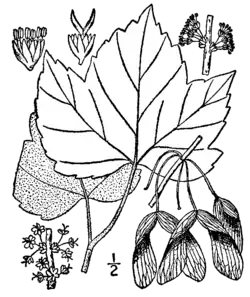 Drawing showing male and female flower, leaf and samara