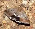 Achaea janata