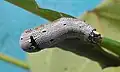 Caterpillar, head and dorsal view