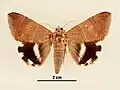 Female, dorsal view