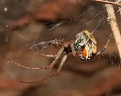 P. lunata
