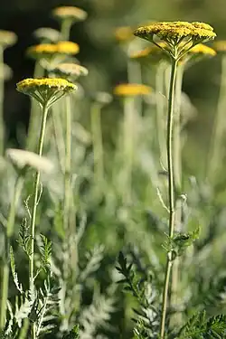 'Parker's Variety'