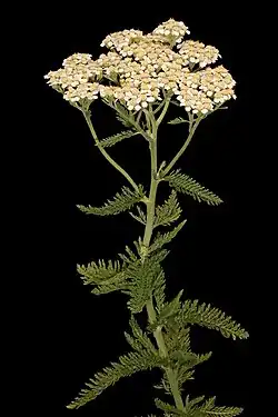 Image 10Yarrow, a medicinal plant found in human-occupied caves in the Upper Palaeolithic period (from History of medicine)
