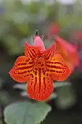 Achimenes pedunculata in cultivation