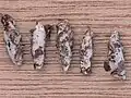 Pupa