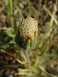 Flower, top view