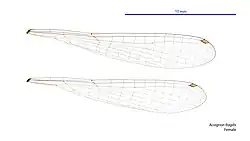 Female wings