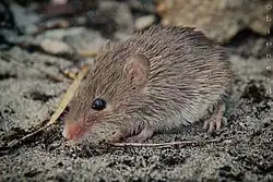 Brown mouse