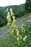 Wolfsbane in the Wormspel cirque.