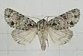 Acronicta pruinosa