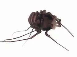 adult Acropsopilio neozelandiae (dorsal)