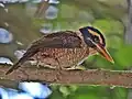 Female