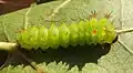Actias artemis reared on American sweetgum