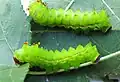 Actias artemis