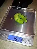 Larval weight, close to fully grown