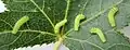 Actias luna reared on American sweetgum.