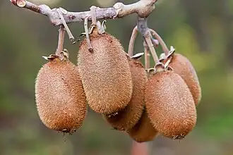 Actinidia chinensis var. deliciosa fruit growing on vines